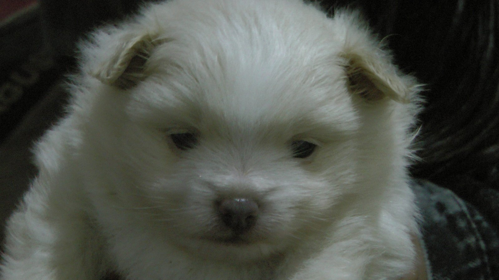 Lindocachorrito